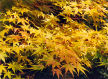 many shades of maple in Autumn, Westonbirt Arboretum