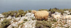 Hydra - ewe and followers on the summit of Mount Eros