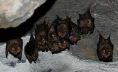 Nisyros - a family of Horseshoe bats which has made its home in one of the many deserted houses in the mountains