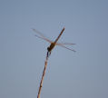 Nisyros - a species of dragonfly which evidently can survive in hot, arid conditions