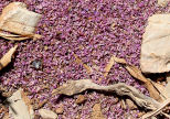 Symi - dried thyme petals: blown by the wind?  collected by ants?