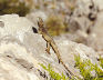 Symi - lizard, in the juniper forest above the Vasilios Gorge
