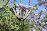 Symi - butterfly (of the swallowtail variety) on vitex bush close to the new astro-turf pitch behind Pedi