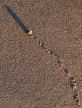 sand detail - snail trail