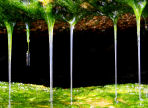 detail of fresh water dripping through the moss