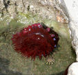 sea anenome and limpet - part of the wide variety of of life in the many rock pools