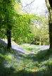 'Bluebell Wood', Bettws Newydd