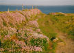 Pembrokeshire Coast path in spring