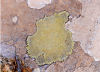 lichen on rock, Greek Island of Nisyros