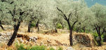 terraced olive grove, Greek Island of Nisyros