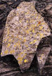 lichen covered rock near Angle Tarn, Lake District