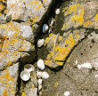 cleft rock, lichen and shells, Pembrokeshire