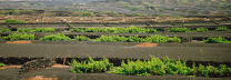 terraced vineyard, Lanzarote