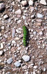 caterpillar of Emperor Moth on Pembrokeshire Coast Path