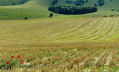 grassland on the South Downs