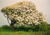 Hawthorn blossom, Dinas Head, Pembrokeshire 